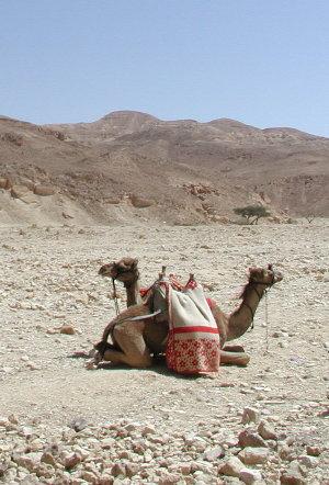 Kamele in der Wüste Sinai